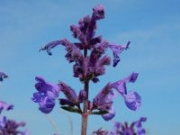 Nepeta racemosa 9, Blauw kattenkruid, Saxifraga-Ed Stikvoort