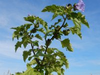 Nicandra physalodes 4, Zegekruid, Saxifraga-Ed Stikvoort