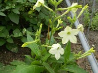 Nicotiana alata 2, Siertabak, Saxifraga-Rutger Barendse