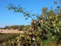 Nicotiana glauca 10, Saxifraga-Ed Stikvoort