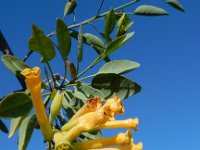 Nicotiana glauca 11, Saxifraga-Ed Stikvoort