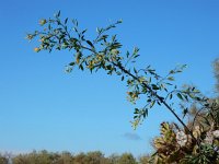 Nicotiana glauca 16, Saxifraga-Ed Stikvoort