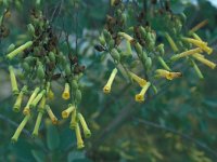 Nicotiana glauca 23, Saxifraga-Jan van der Straaten