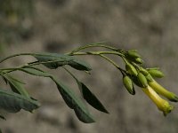 Nicotiana glauca 5, Saxifraga-Willem van Kruijsbergen
