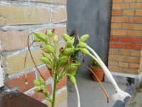Nicotiana sylvestris 3, Saxifraga-Rutger Barendse