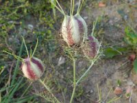Nigella damascena 5, Juffertje-in-het-groen, Saxifraga-Rutger Barendse