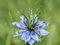 Nigella damascena 8, Juffertje-in-het-groen, Saxifraga-Sonja Bouwman