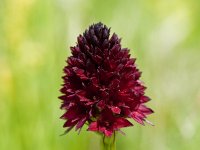 Nigritella rhellicani 30, Saxifraga, Saxifraga-Luuk Vermeer