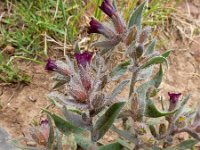 Nonea pulla 6, Saxifraga-Ed Stikvoort