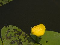 Nuphar lutea 5, Gele plomp, Saxifraga-Jan van der Straaten