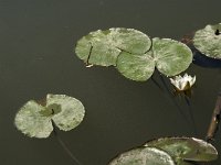 Nymphaea alba 31, Witte waterlelie, Saxifraga-Jan van der Straaten