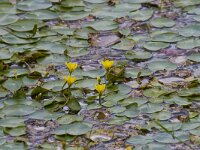 Nymphoides peltata 31, Watergentiaan, Saxifraga-Jan Nijendijk