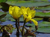 Nymphoides peltata 32, Watergentiaan, Saxifraga-Hans Grotenhuis