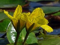 Nymphoides peltata 33, Watergentiaan, Saxifraga-Hans Grotenhuis
