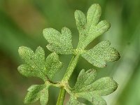 Oenanthe aquatica 14, Watertorkruid, Saxifraga-Sonja Bouwman  906. Watertorkruid - Oenanthe aquatica - Apiaceae familie (i)