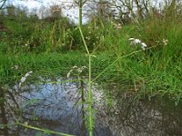 Oenanthe aquatica 1, Watertorkruid, Saxifraga-Rutger Barendse