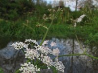 Oenanthe aquatica 3, Watertorkruid, Saxifraga-Rutger Barendse