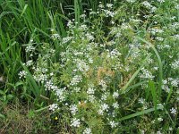 Oenanthe aquatica 6, Watertorkruid, Saxifraga-Jasenka Topic