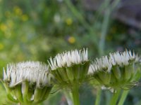 Oenanthe crocata 10, Dodemansvinger, Saxifraga-Rutger Barendse