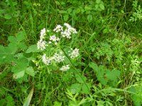 Oenanthe crocata 11, Dodemansvinger, Saxifraga-Rutger Barendse