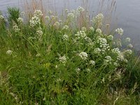 Oenanthe crocata 12, Dodemansvingers, Saxifraga-Ed Stikvoort