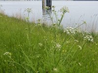 Oenanthe crocata 13, Dodemansvingers, Saxifraga-Ed Stikvoort