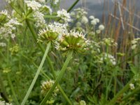 Oenanthe crocata 18, Dodemansvingers, Saxifraga-Ed Stikvoort