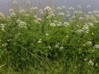 Oenanthe crocata 22, Dodemansvingers, Saxifraga-Ed Stikvoort