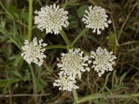 Oenanthe crocata 3, Dodemansvinger, Saxifraga-Jan van der Straaten