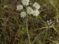 Oenanthe crocata 4, Dodemansvinger, Saxifraga-Jan van der Straaten