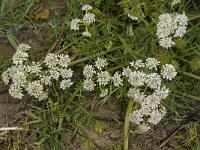 Oenanthe crocata 5, Dodemansvinger, Saxifraga-Jan van der Straaten