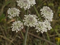 Oenanthe crocata 6, Dodemansvinger, Saxifraga-Jan van der Straaten