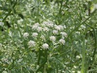 Oenanthe crocata 7, Dodemansvingers, Saxifraga-Peter Meininger