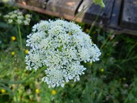 Oenanthe crocata 8, Dodemansvinger, Saxifraga-Rutger Barendse