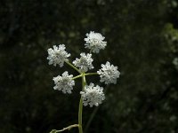 Oenanthe fistulosa 1, Pijptorkruid, Saxifraga-Jan van der Straaten