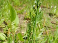 Oenanthe fistulosa 16, Pijptorkruid, Saxifraga-Rutger Barendse