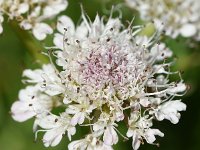 Oenanthe fistulosa 18, Pijptorkruid, Saxifraga-Sonja Bouwman  567. Pijptorkruid - Oenanthe fistulosa - Apiaceae familie (i)