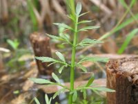 Oenanthe fistulosa 3, Pijptorkruid, Saxifraga-Rutger Barendse