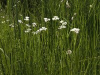 Oenanthe fistulosa 5, Pijptorkruid, Saxifraga-Jan van der Straaten