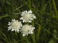 Oenanthe fistulosa 6, Pijptorkruid, Saxifraga-Jan van der Straaten