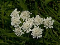 Oenanthe fistulosa 8, Pijptorkruid, Saxifraga-Jan van der Straaten