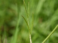 Oenanthe lachenalii 21, Zilt torkruid, Saxifraga-Sonja Bouwman  913. Zilt torkruid - Oenanthe lachenalii - Apiaceae familie (i)