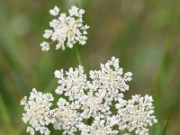 Oenanthe lachenalii 22, Zilt torkruid, Saxifraga-Sonja Bouwman  913. Zilt torkruid - Oenanthe lachenalii - Apiaceae familie (i) De Slufter (Texel)