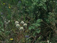 Oenanthe pimpinelloides 3, Saxifraga-Jan van der Straaten