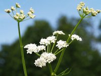 Oenanthe silaifolia 1, Weidekerveltorkruid, Saxifraga-Branko Bakan