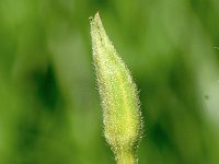 Oenothera deflexa 12, Zandteunisbloem, Saxifraga-Sonja Bouwman  975. Zandteunisbloem - Oenothera deflexa - Onagraceae familie (zw)