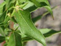 Oenothera deflexa 13, Zandteunisbloem, Saxifraga-Sonja Bouwman  975. Zandteunisbloem - Oenothera deflexa - Onagraceae familie (zw)