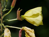 Oenothera glazioviana 13, Grote teunisbloem, Saxifraga-Tom Heijnen