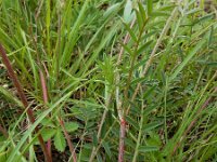 Onobrychis arenaria 6, Saxifraga-Ed Stikvoort