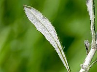 Onobrychis humilis 19, Saxifraga-Sonja Bouwman  Phagnalon saxatile - Asteraceae familie